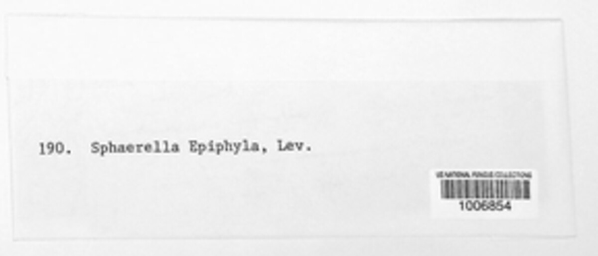 Mycosphaerella epiphylla image